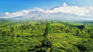 Hamparan hijau perkebunan di Kebun Teh Wonosari, tempat gathering di Malang dengan pemandangan menyegarkan.