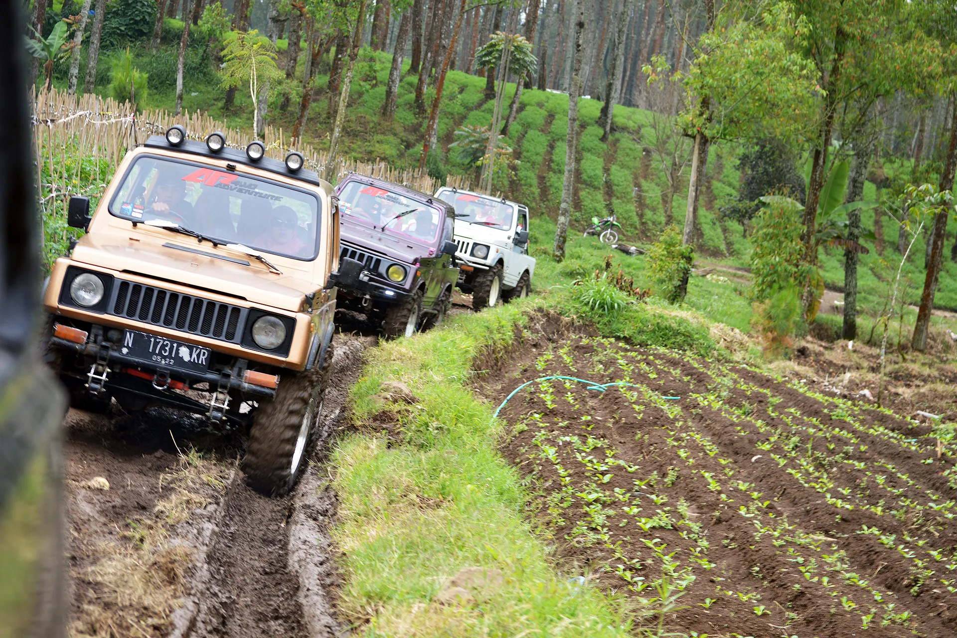jeep offroad batu malang di jalur hutan pinus wisata offroad batu