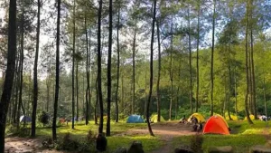 Review Lokasi Outbound Bedengan Dau: Suasana Hutan Pinus dan Aliran Sungai Jernih